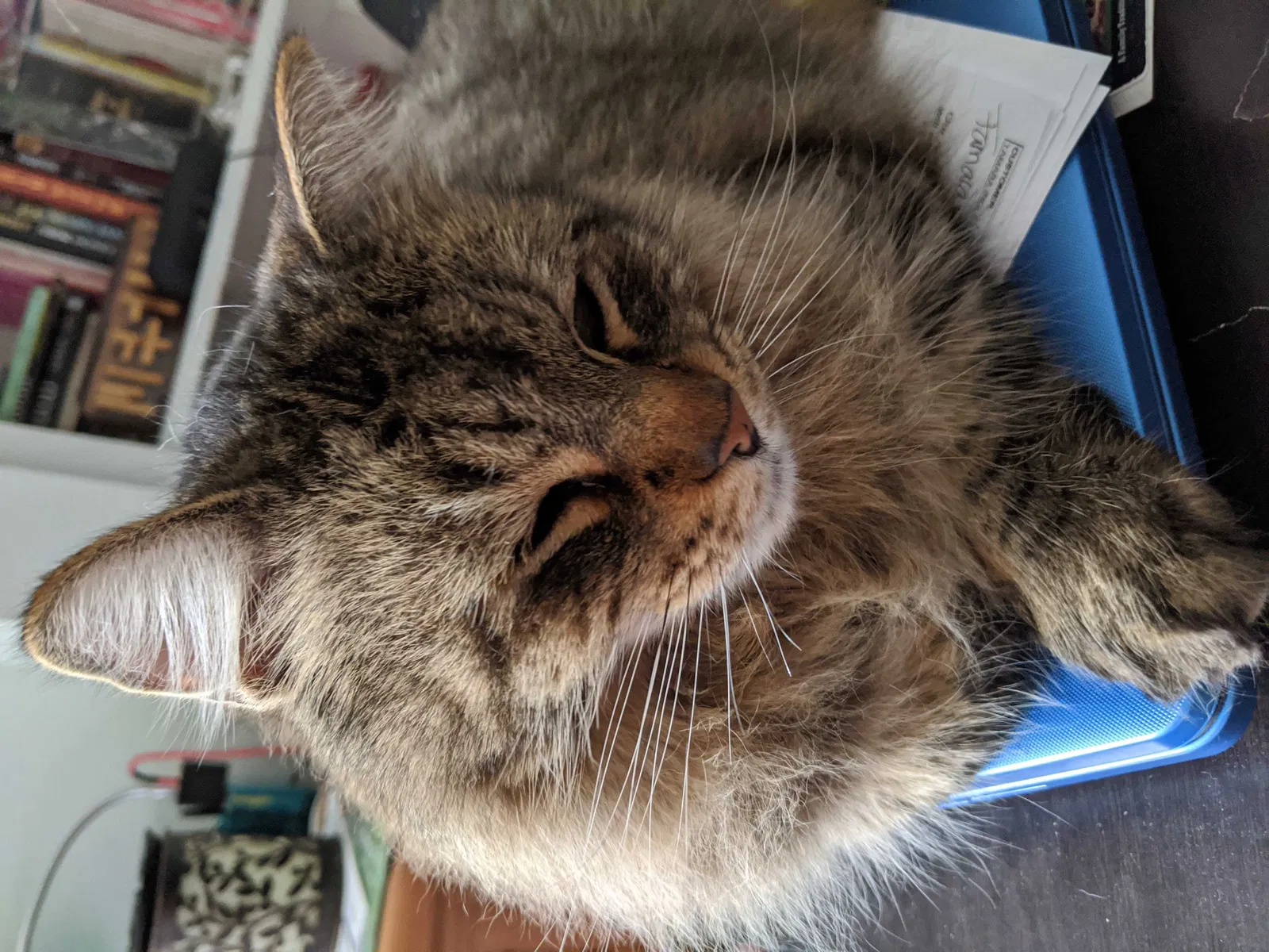 Lost cat in Mesa, AZ, 85204