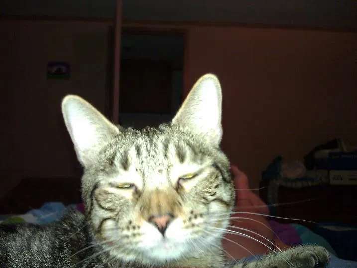 Lost cat in Florence, AZ, 85132