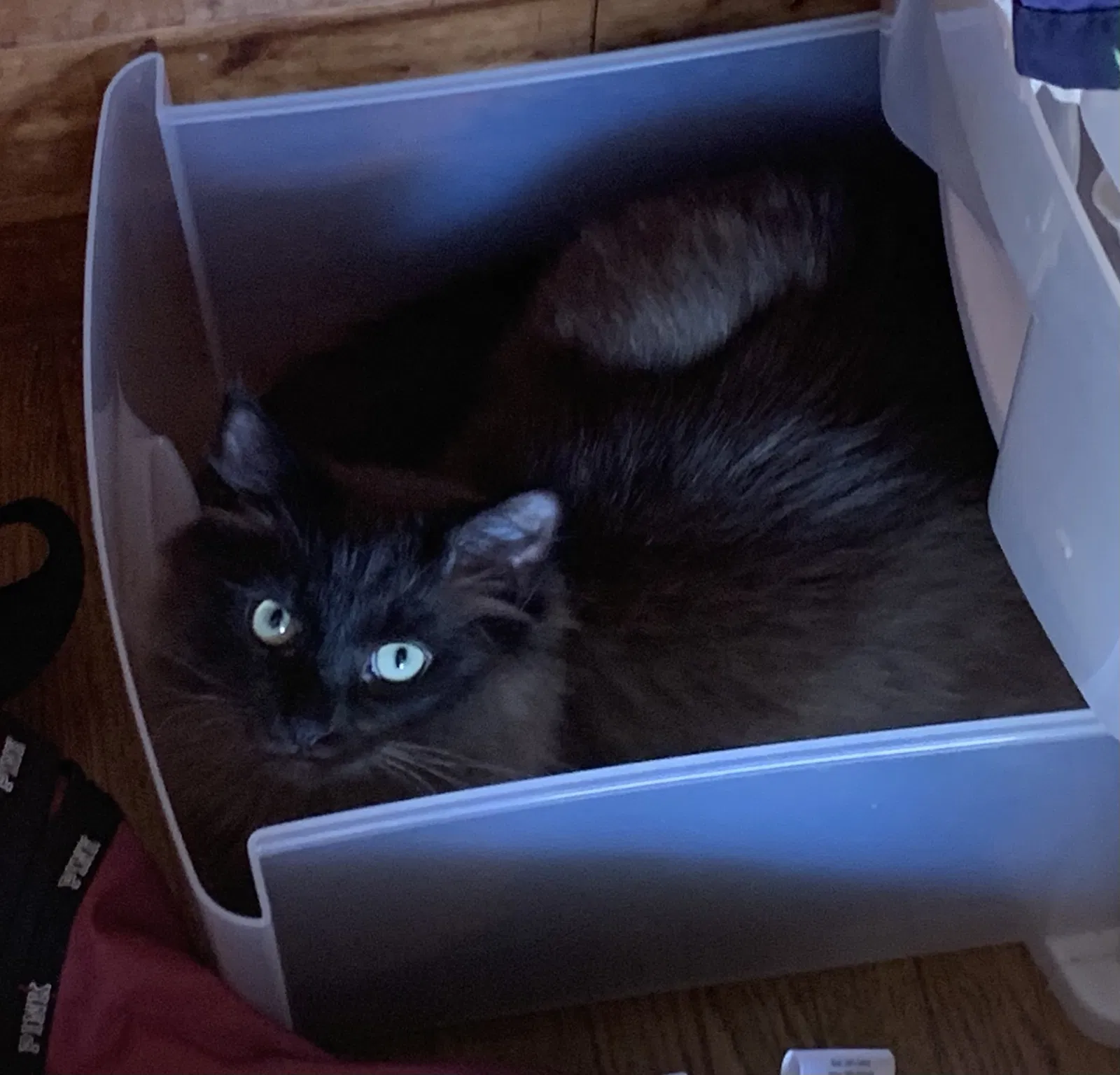 Lost cat in Joliet, IL, 60436