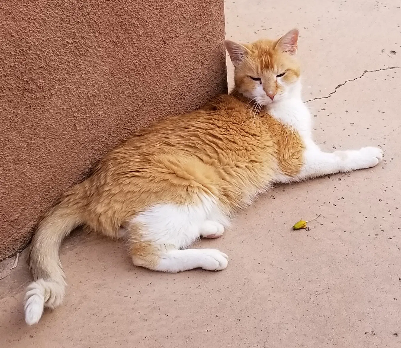 Lost cat in Albuquerque, NM, 87107