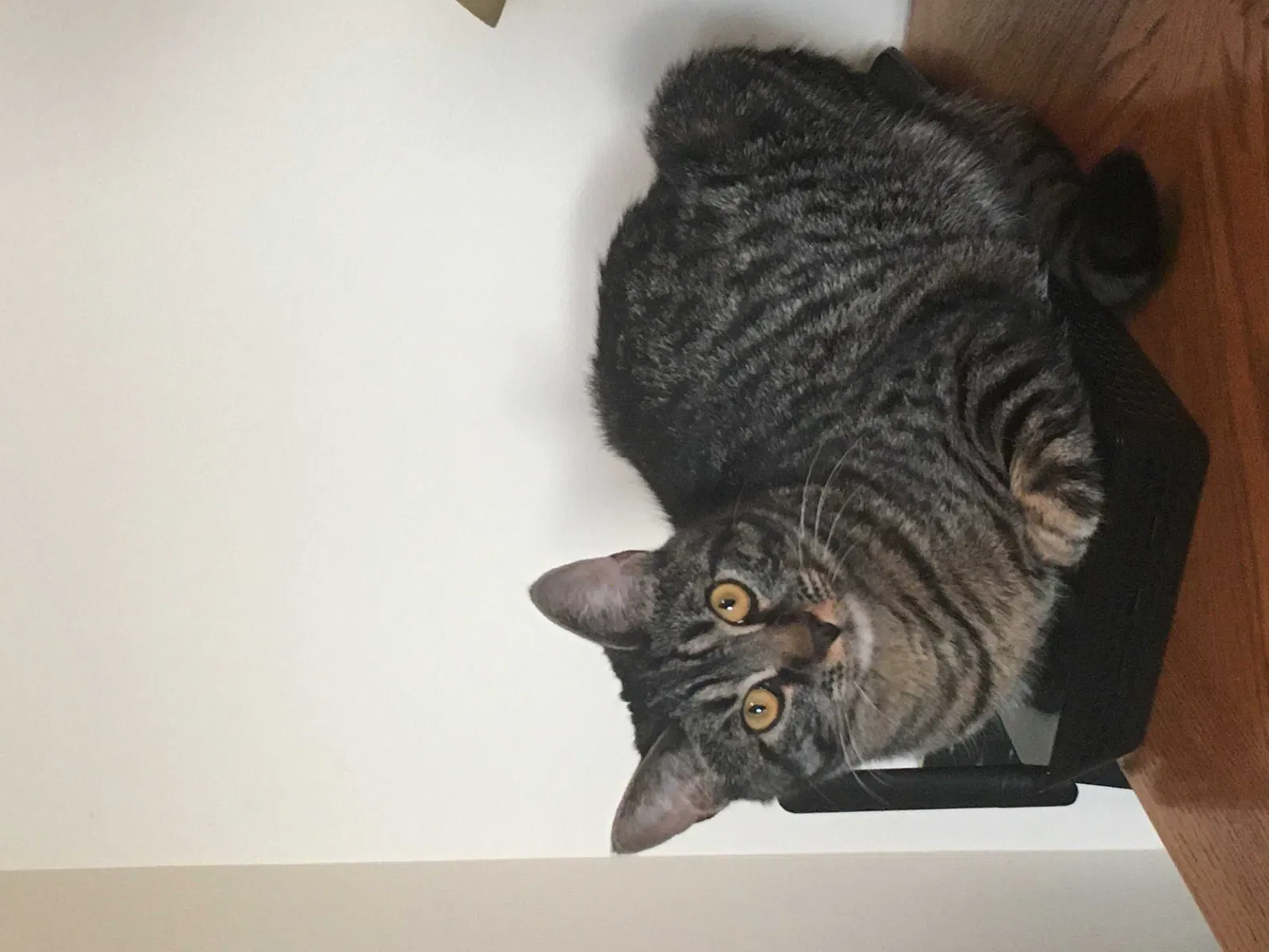 Lost cat in Spokane, WA, 99224