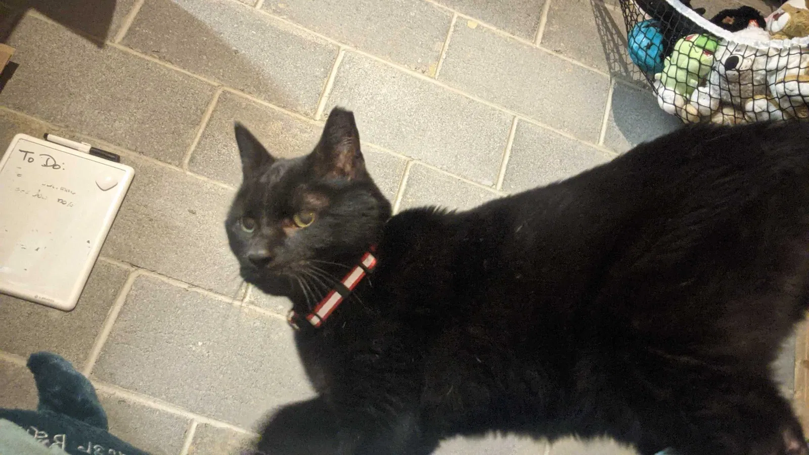 Lost cat in Columbus, OH, 43230