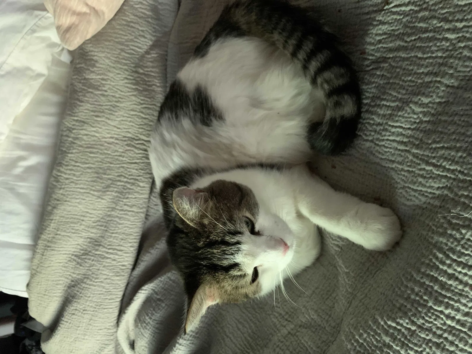 Lost cat in Seattle, WA, 98155