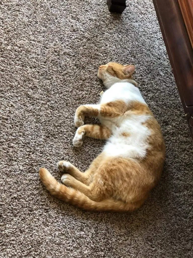 Lost cat in Auburn, CA, 95603