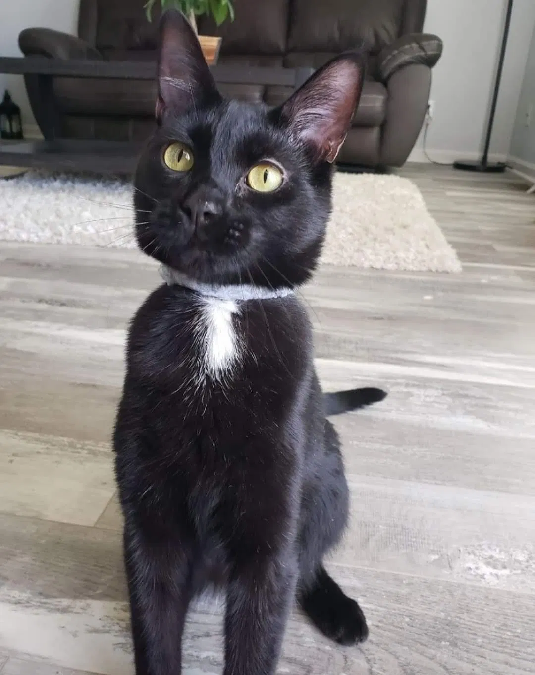 Lost cat in Jeffersonville, IN, 47130