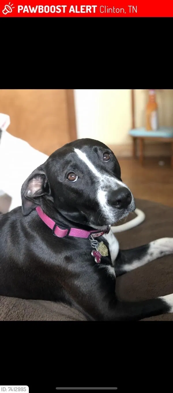 Lost dog in Clinton, TN, 37716