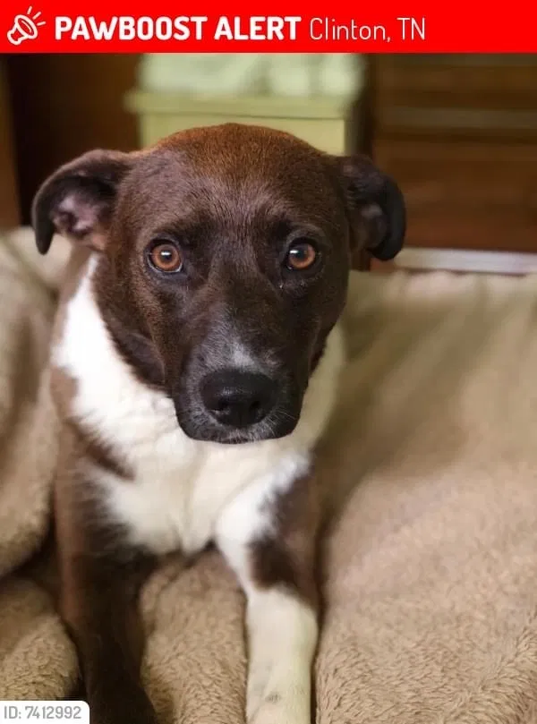 Lost dog in Clinton, TN, 37716