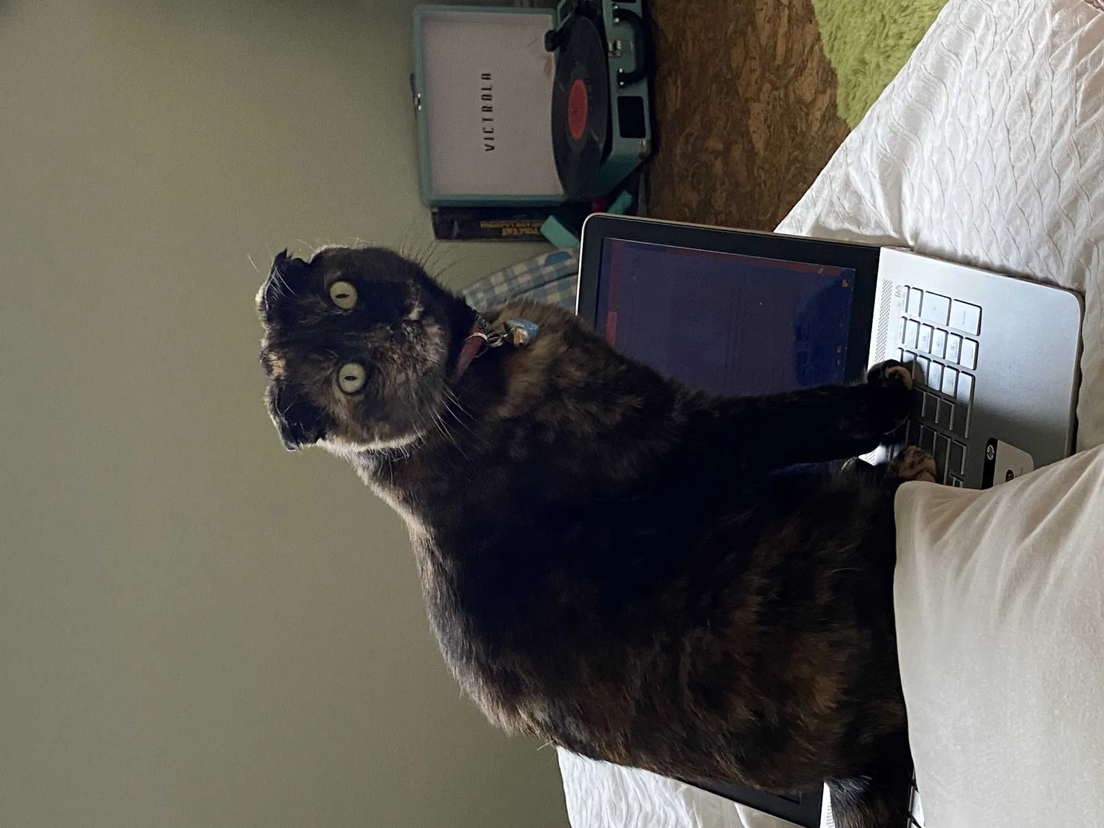 Lost cat in Oak View, CA, 93022