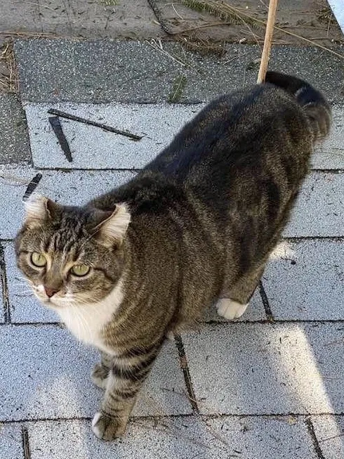 Lost cat in Gilbert, AZ, 85296