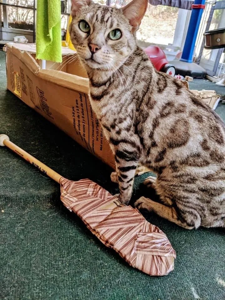 Lost cat in Austin, TX, 78736