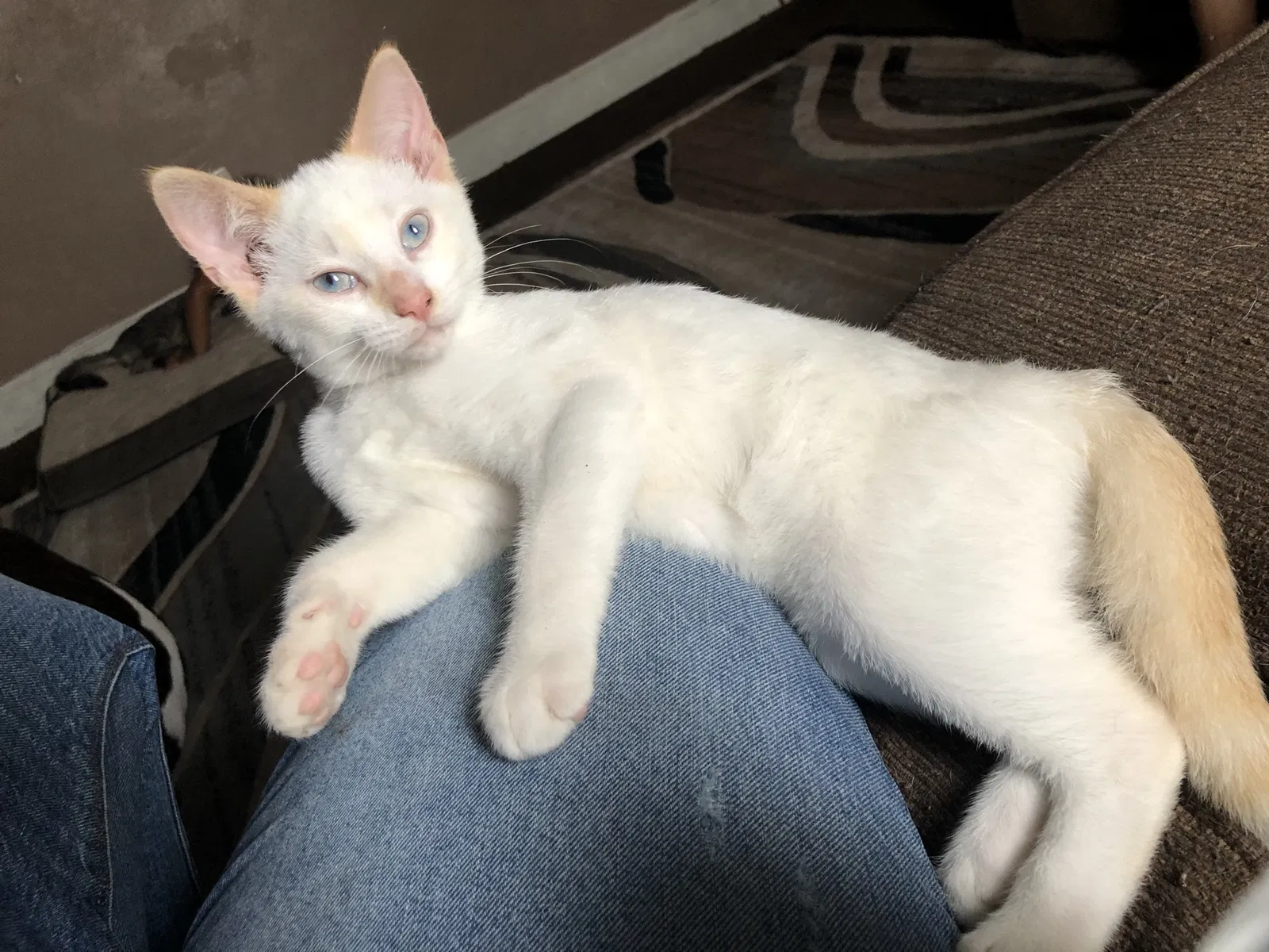 Lost cat in New Albany, IN, 47150