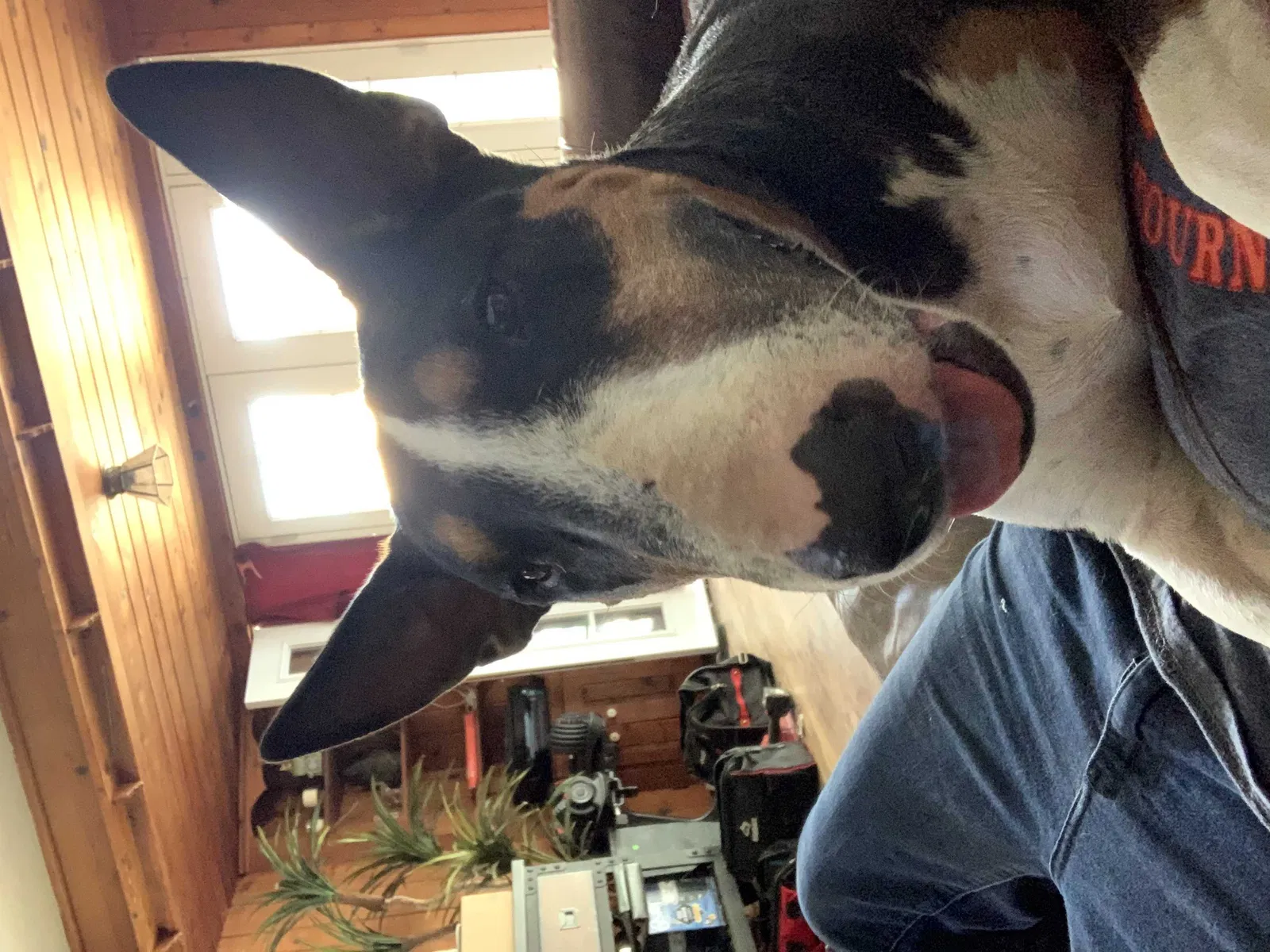 Lost dog in Corona Del Mar, CA, 92625