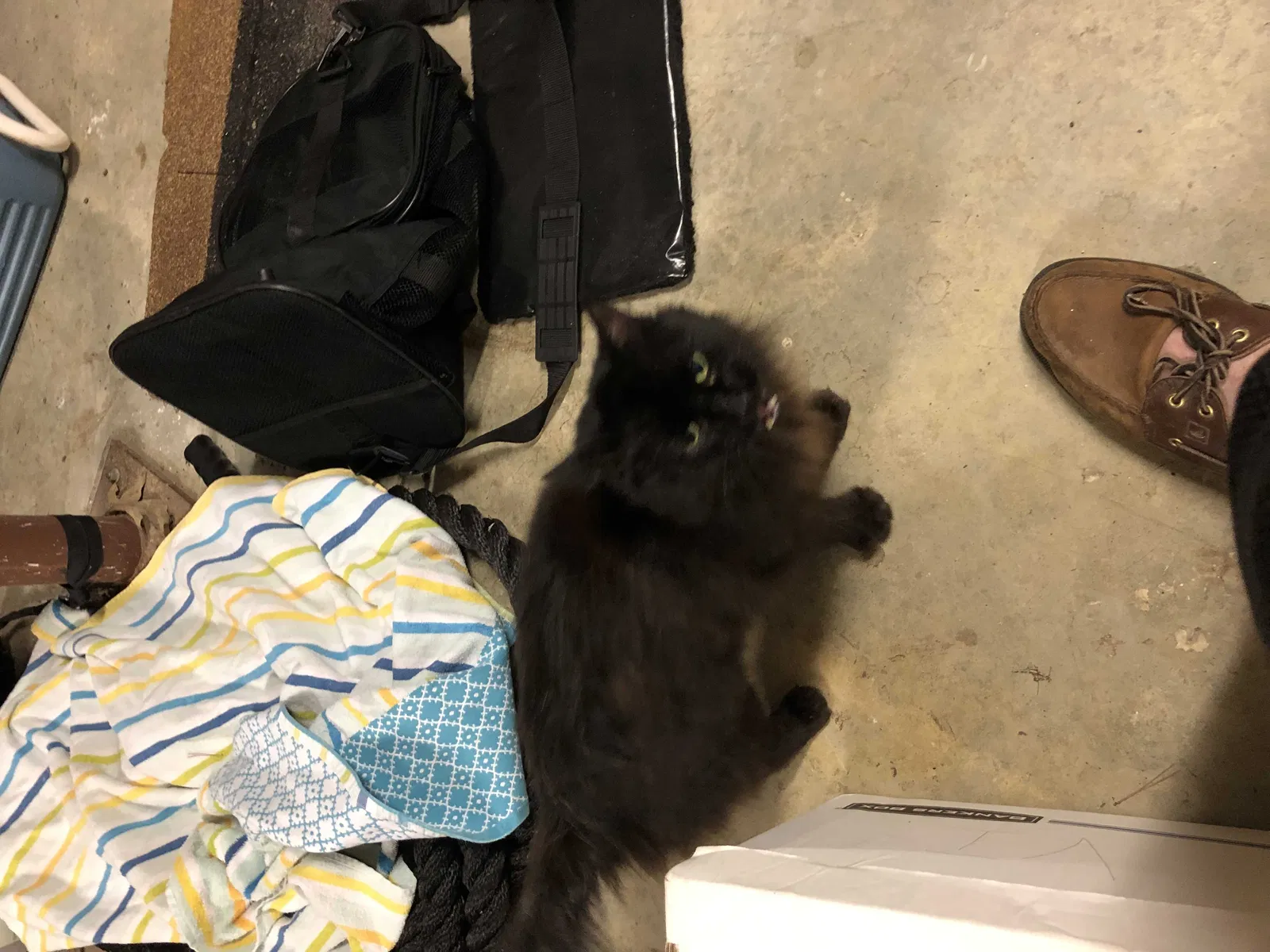 Found cat in Salem, SC, 29676