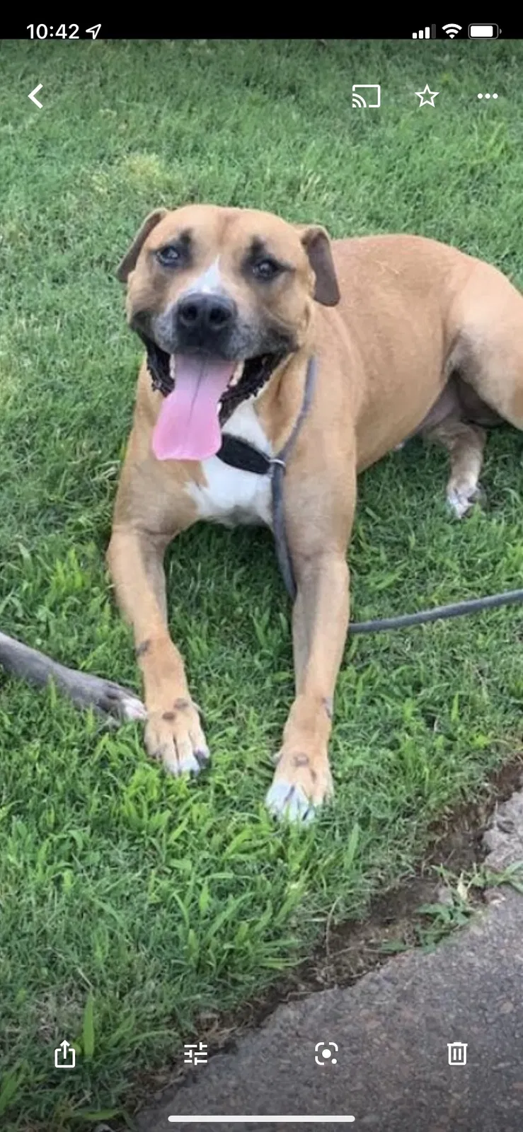 Lost dog in Memphis, TN, 38135