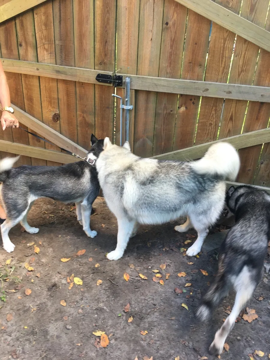 Lost dog in Middleburg, FL, 32068