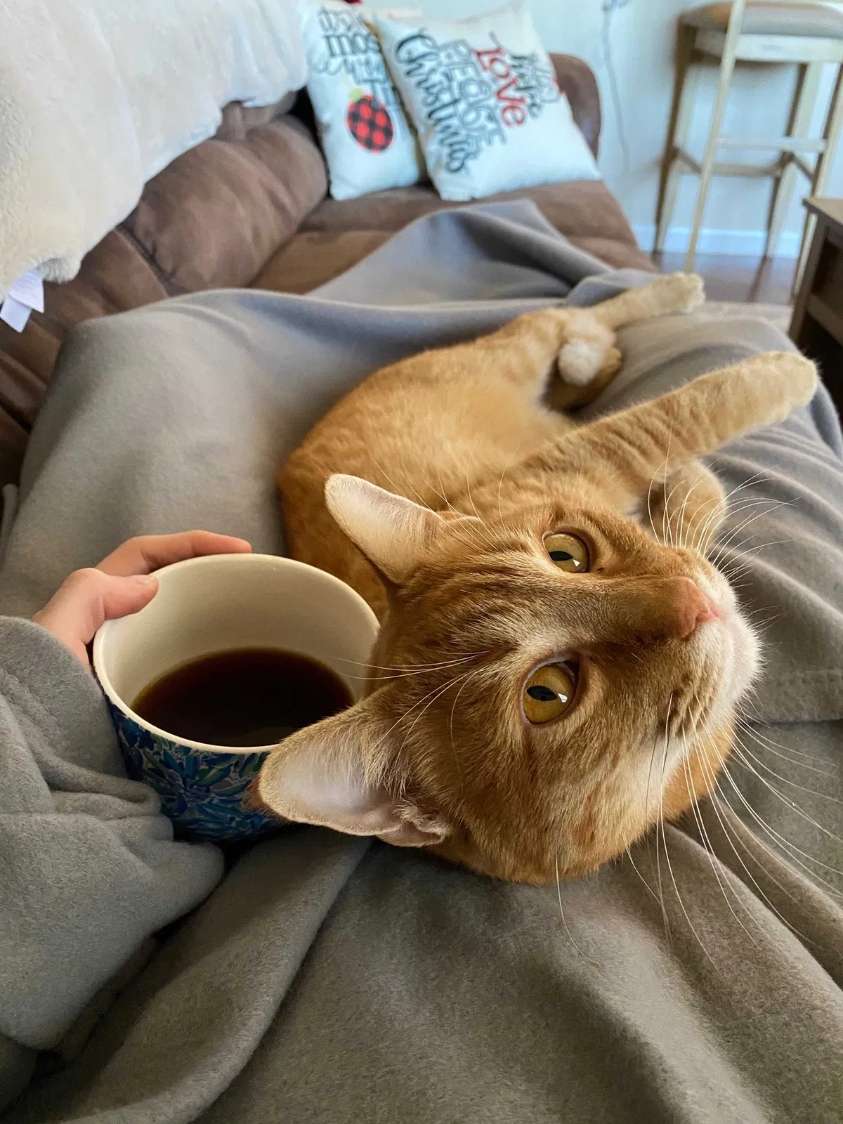 Lost cat in New Braunfels, TX, 78130