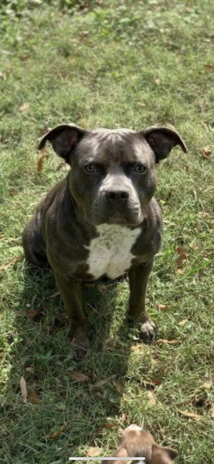 Lost dog in West Memphis, AR, 72301