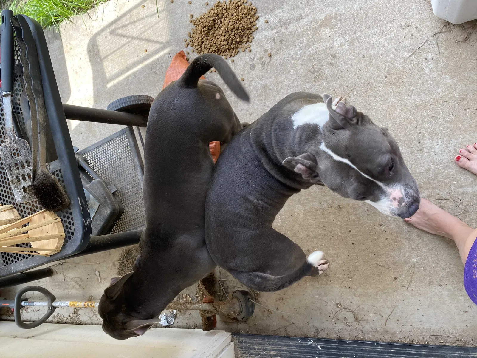 Found dog in Youngsville, LA, 70592