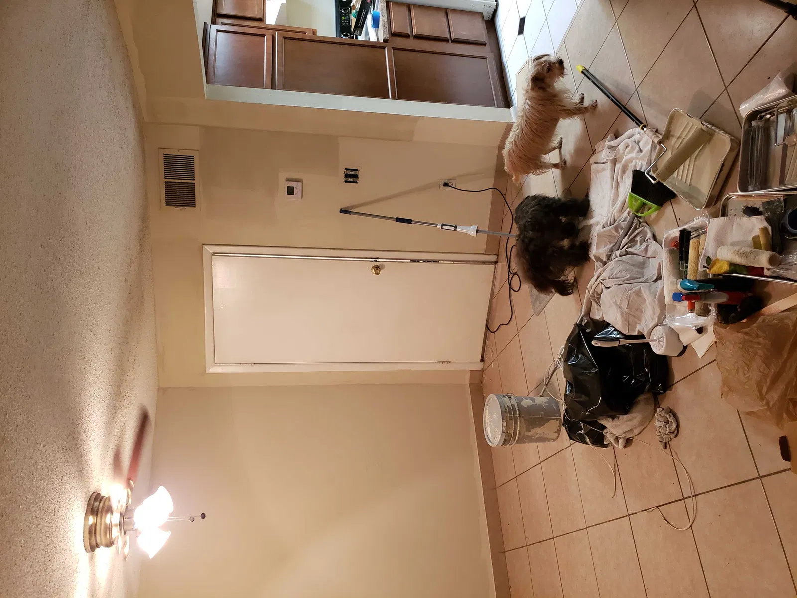 Lost dog in Orlando, FL, 32810