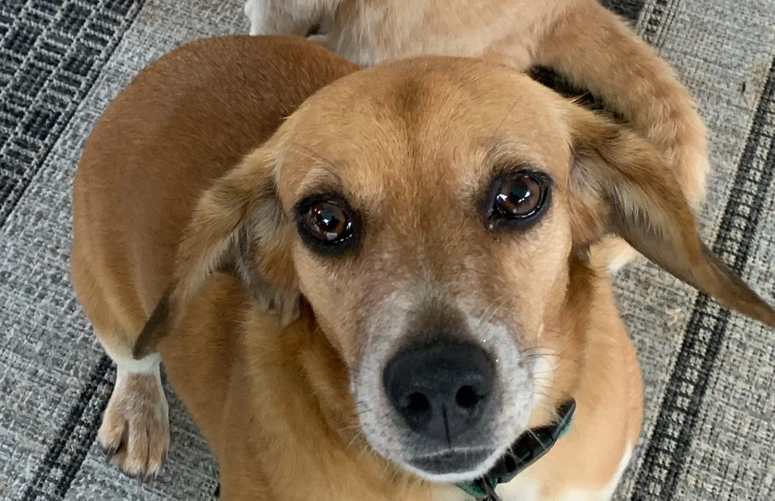 Lost dog in Morganton, NC, 28655