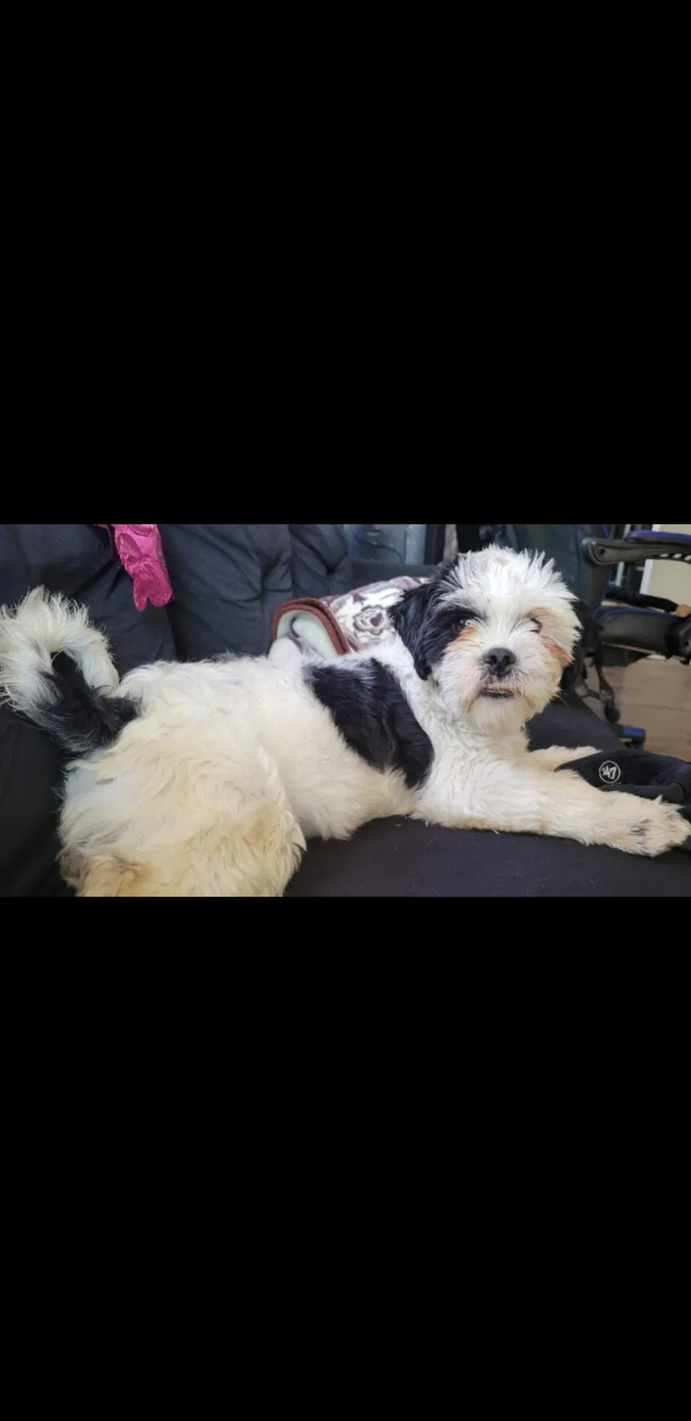 Lost dog in La Puente, CA, 91744