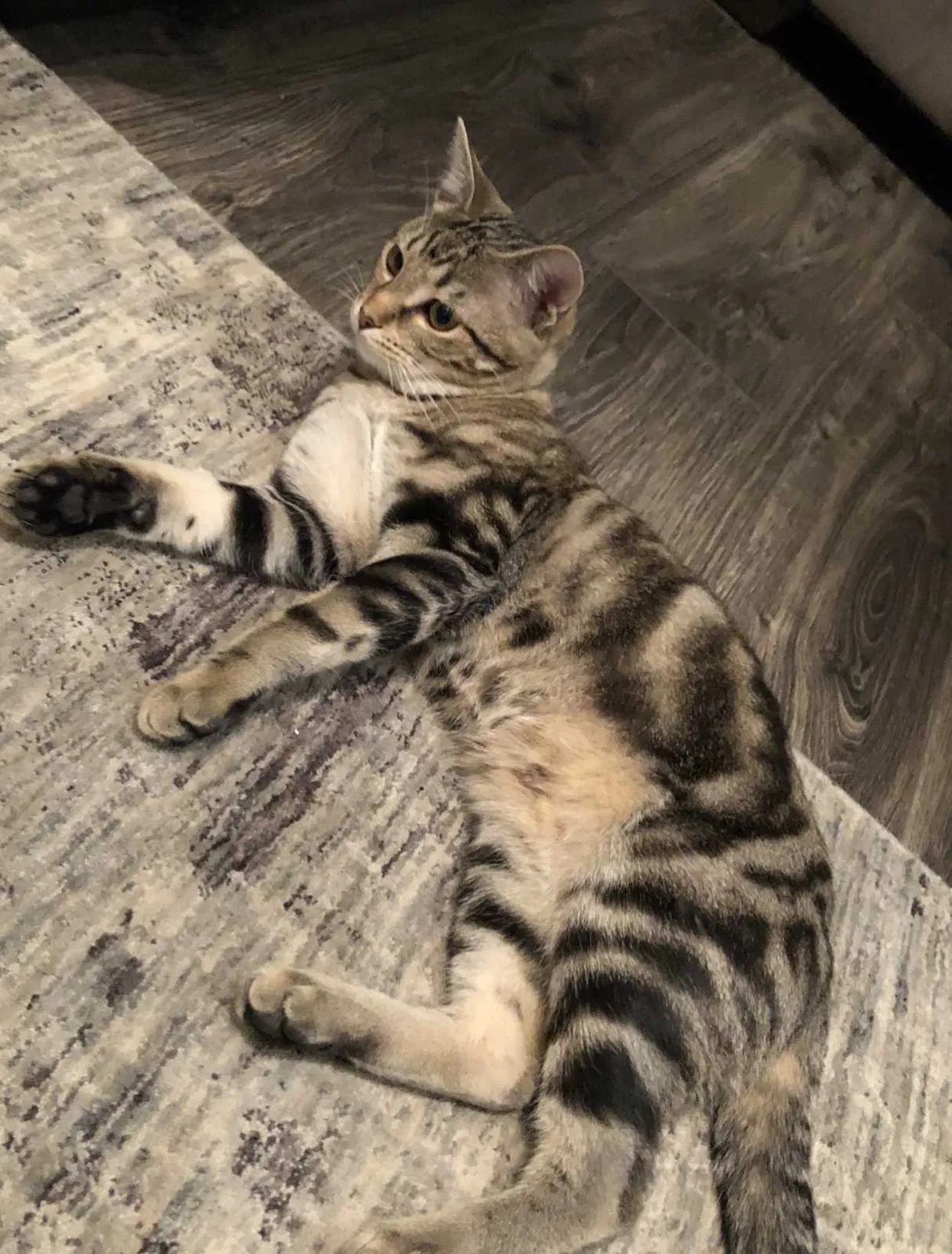 Lost cat in Denton, TX, 76208