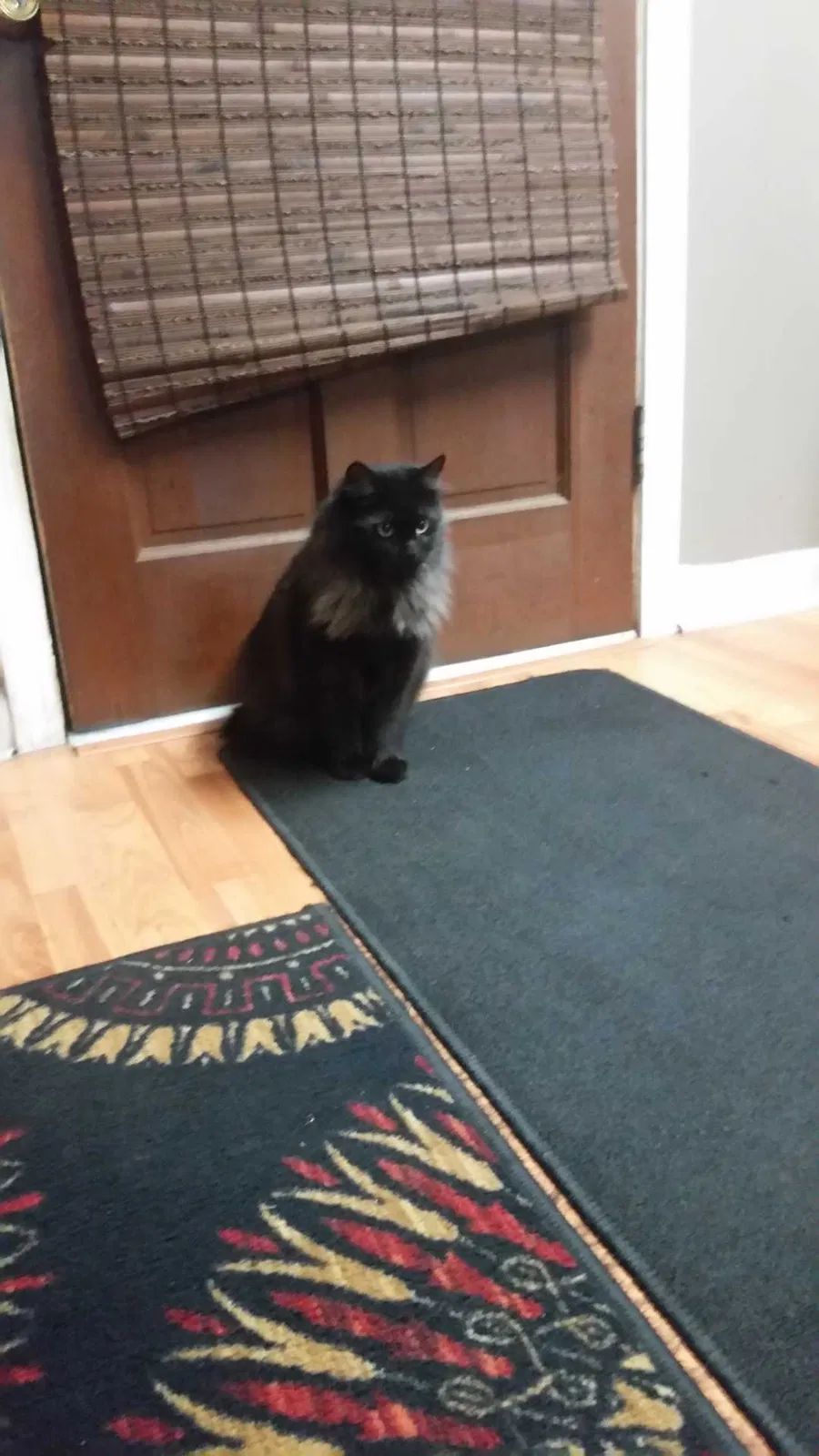 Lost cat in Moundville, AL, 35474