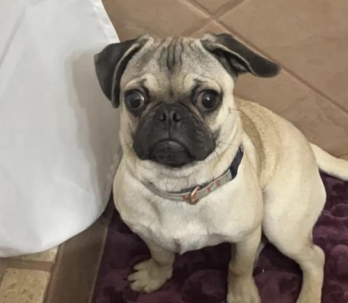 Lost dog in Tucson, AZ, 85756