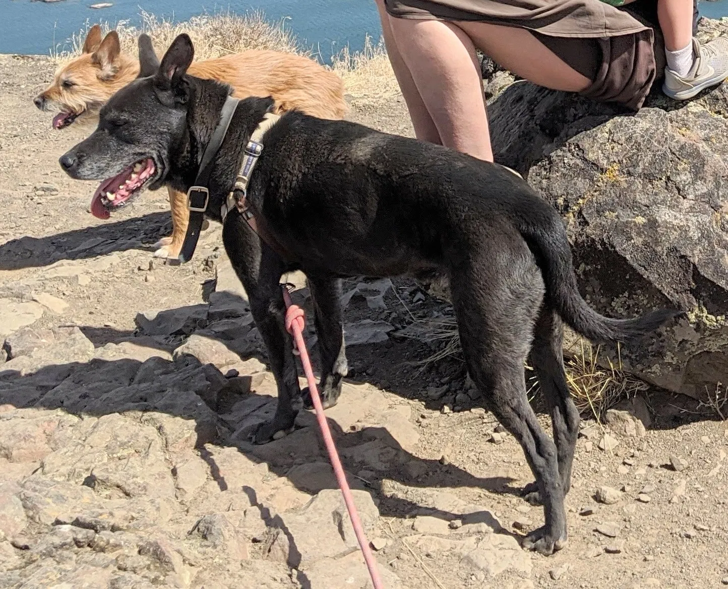 Lost dog in Denver, CO, 80238