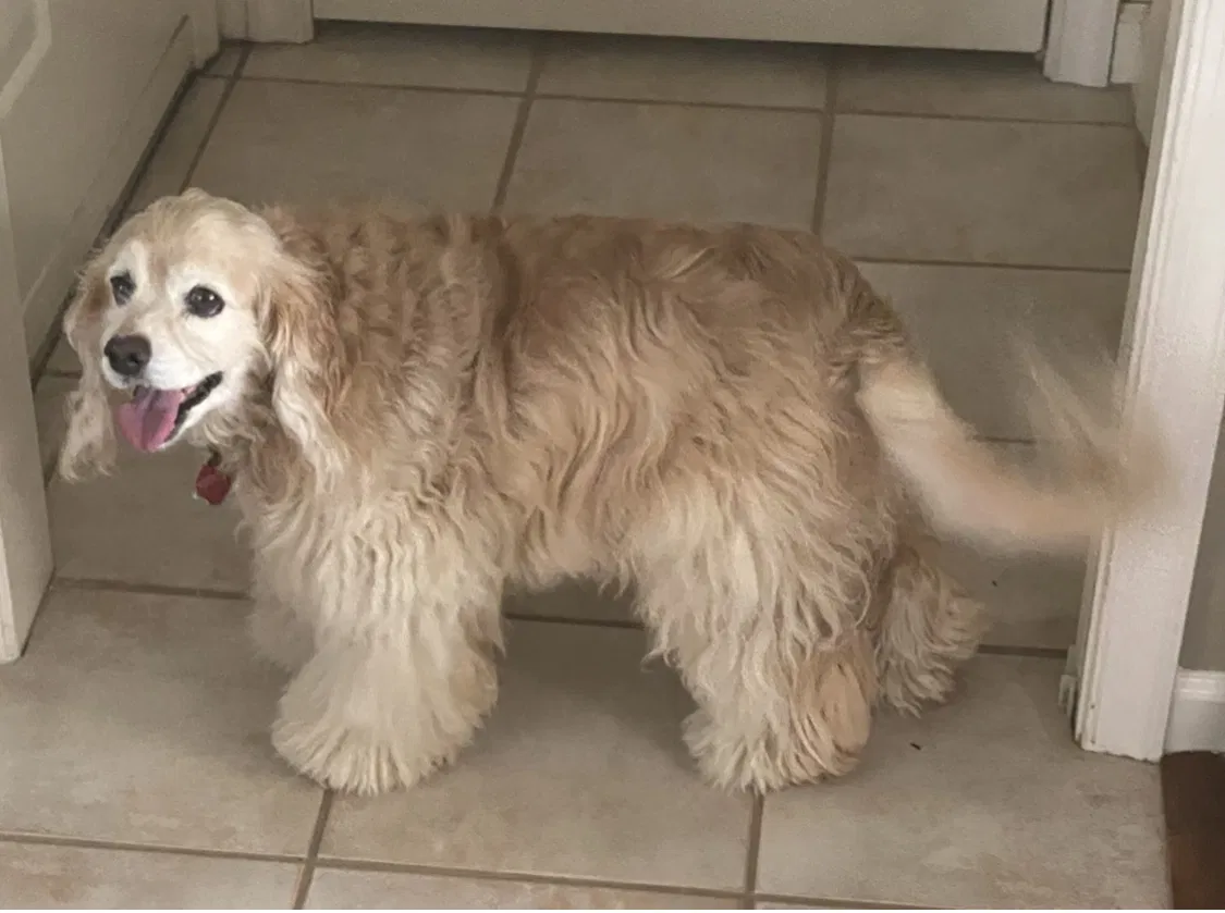 Lost dog in Virginia Beach, VA, 23456