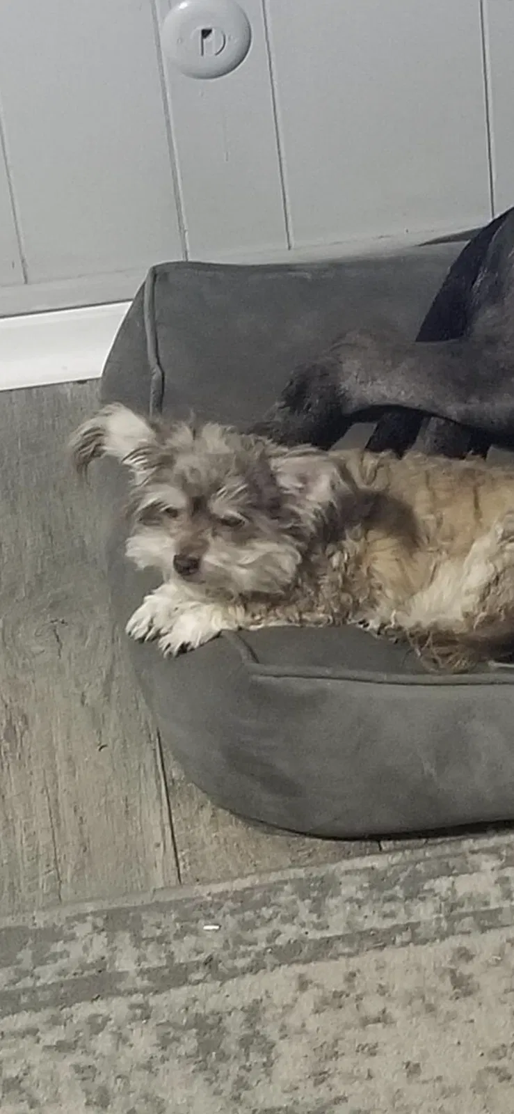 Lost dog in Virginia Beach, VA, 23464