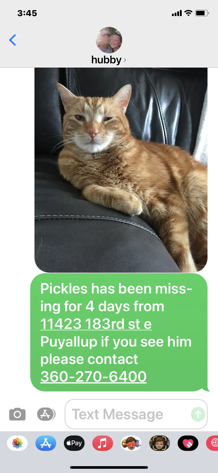Lost cat in Puyallup, WA, 98374