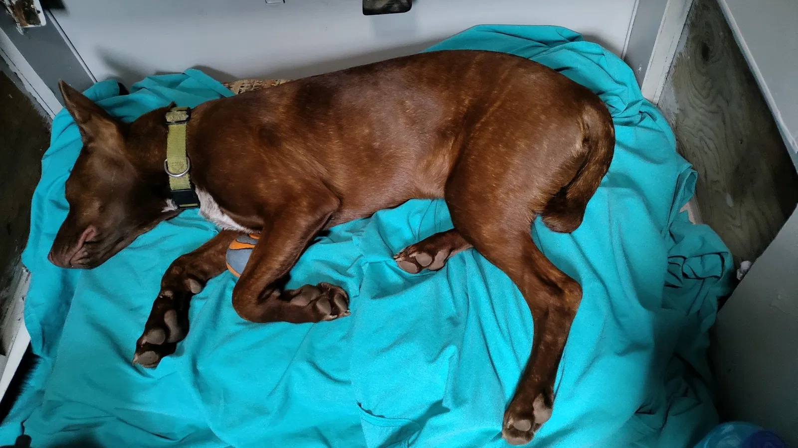 Lost dog in Spokane, WA, 99205