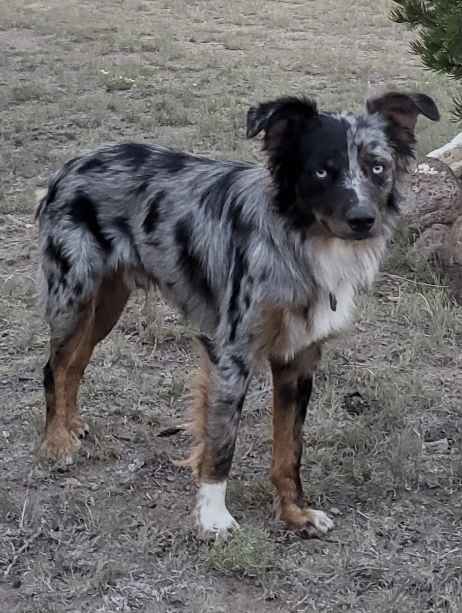 Lost dog in Albuquerque, NM, 87107