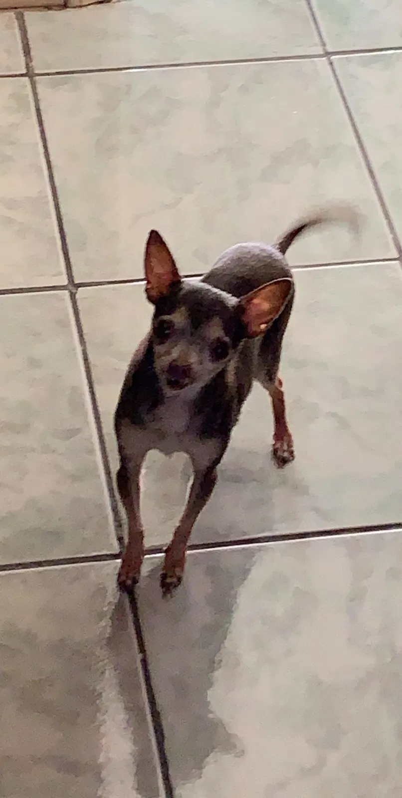 Lost dog in El Paso, TX, 79924