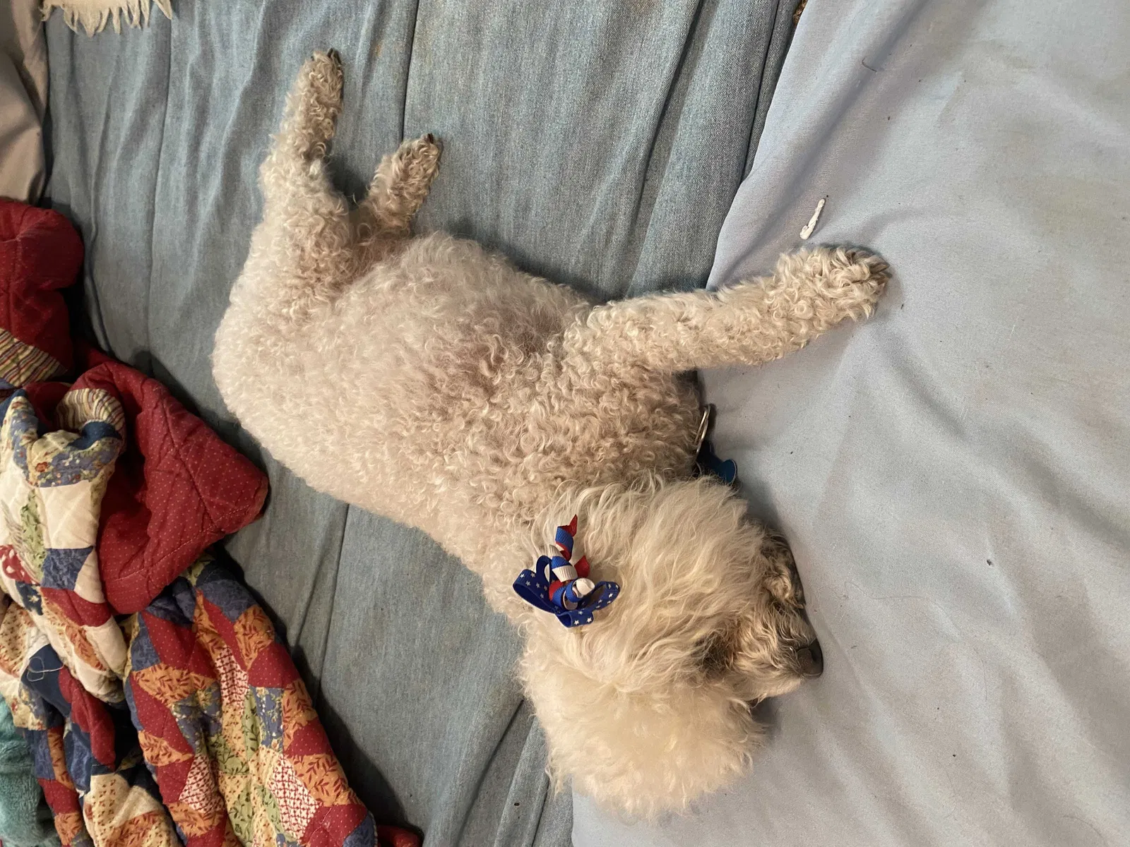Lost dog in Covington, LA, 70433