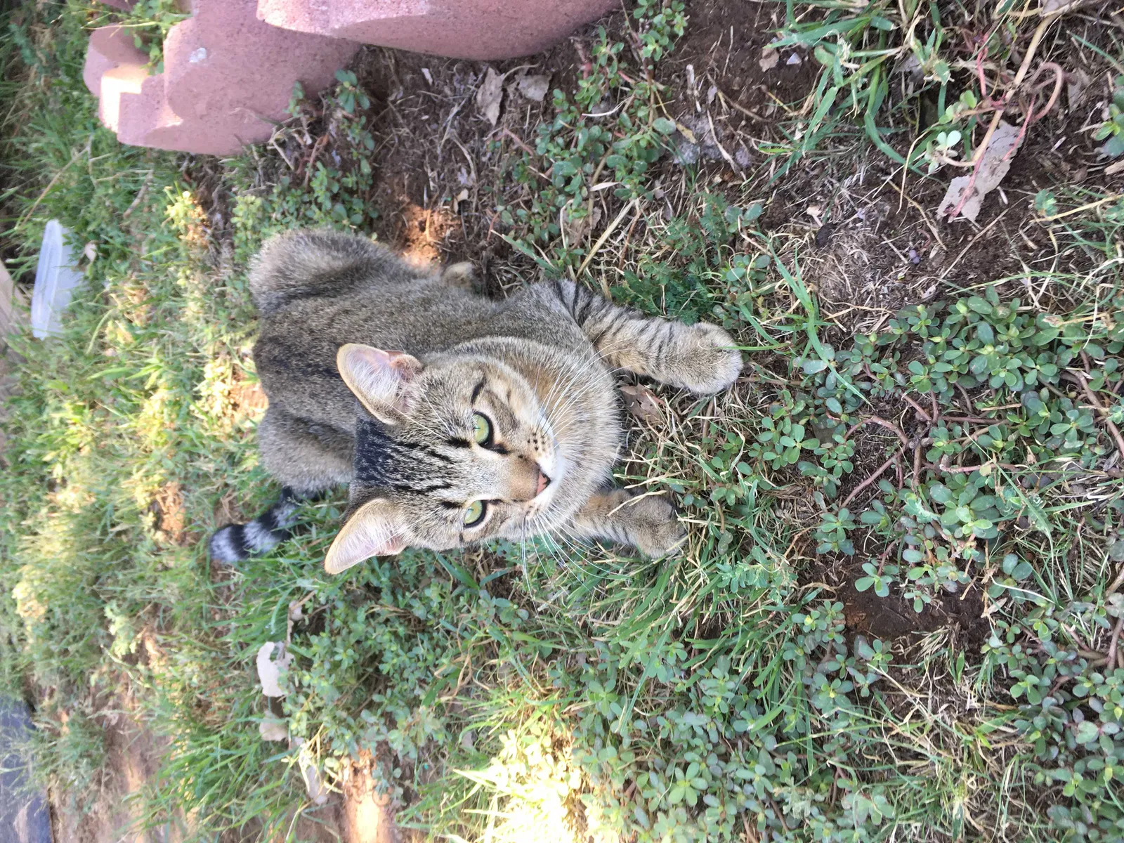 Lost cat in Amarillo, TX, 79108