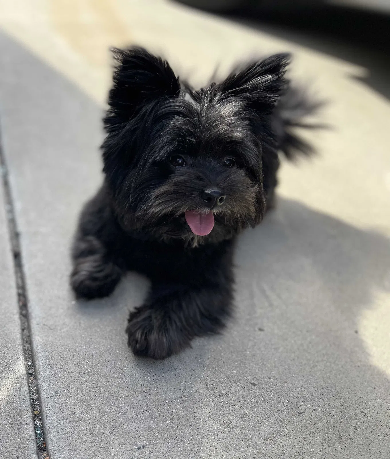 Lost dog in San Diego, CA, 92113