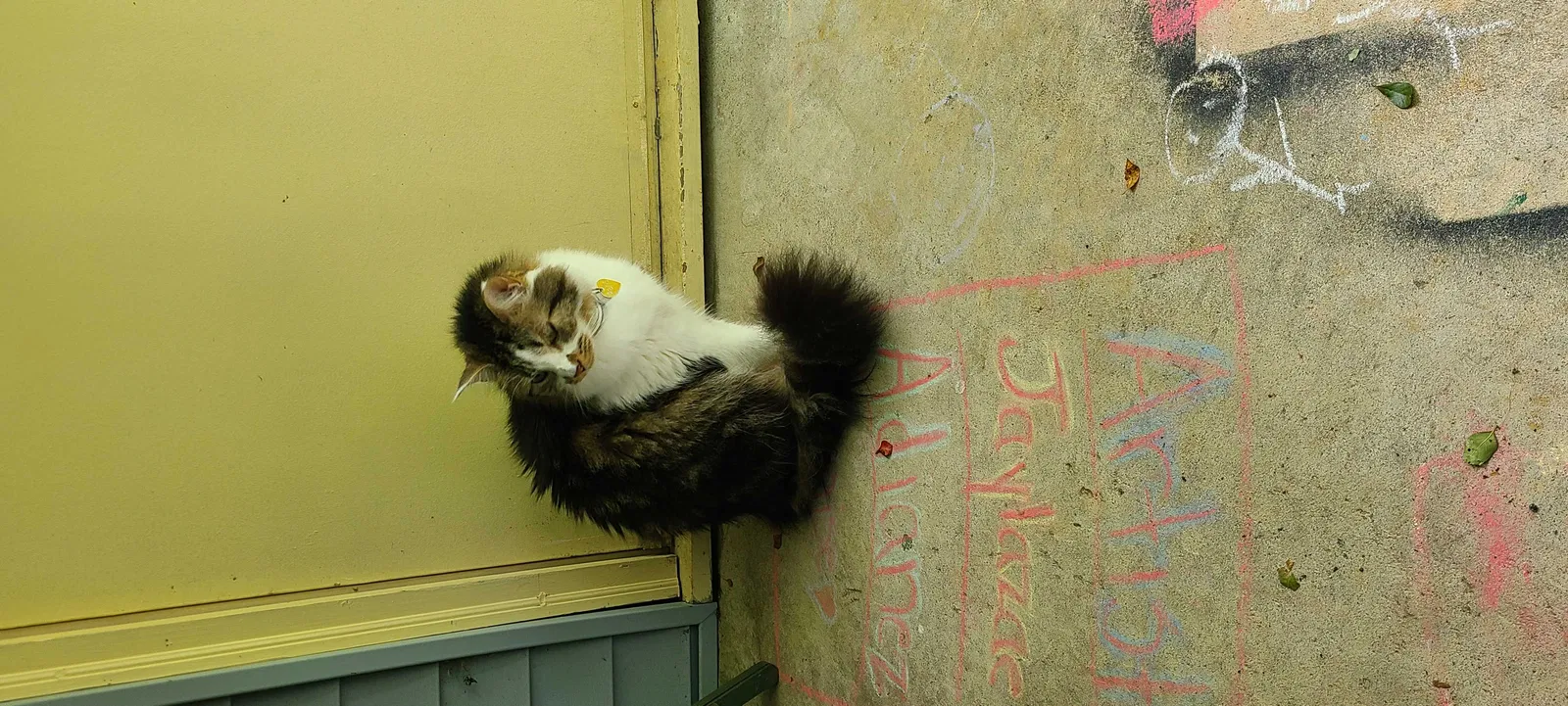 Lost cat in Clementon, NJ, 8021