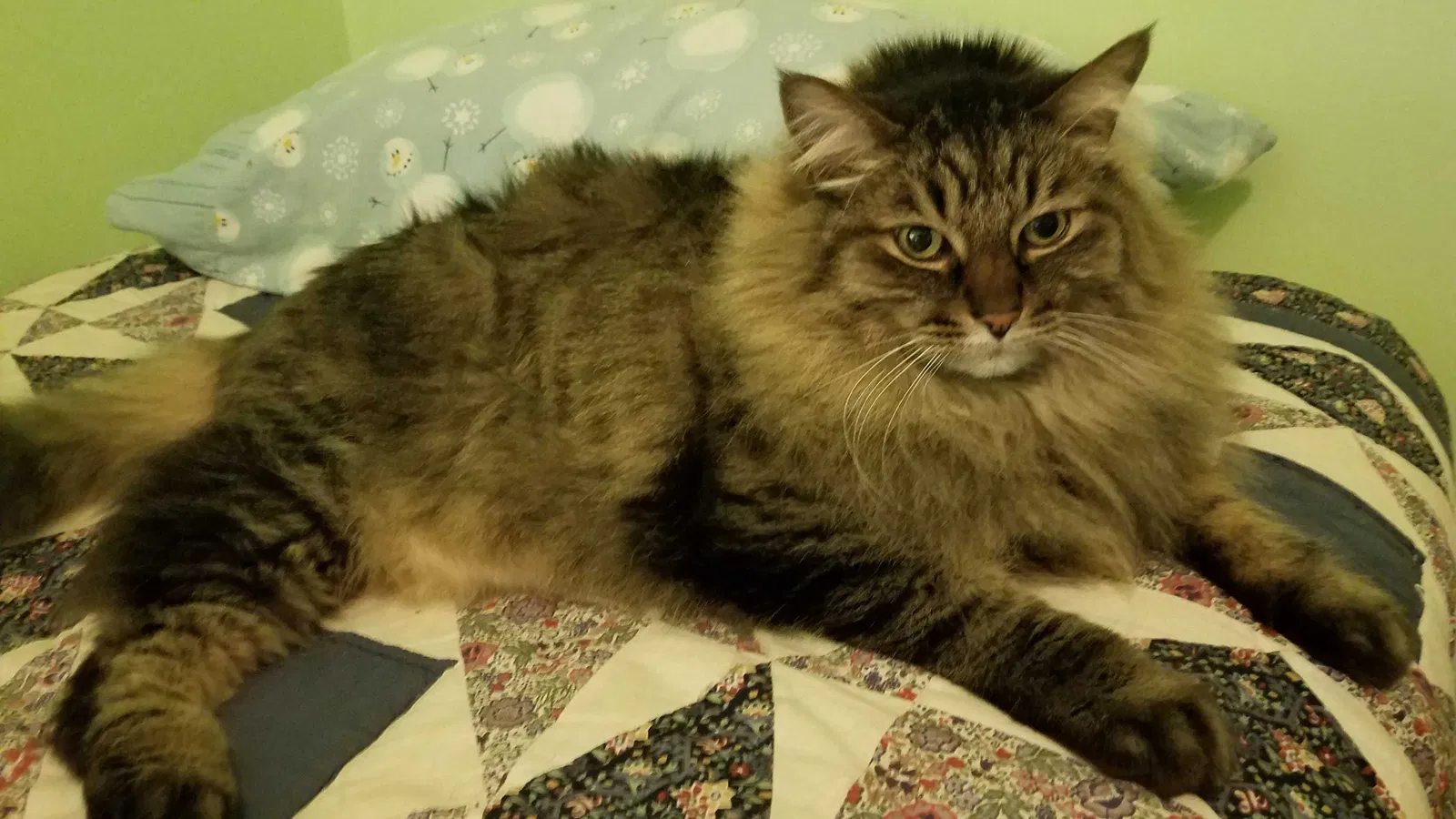 Lost cat in Denver, CO, 80232