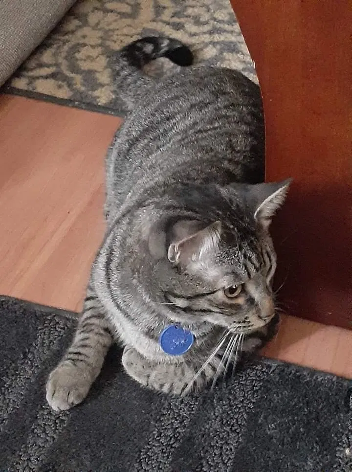 Lost cat in Pacifica, CA, 94044