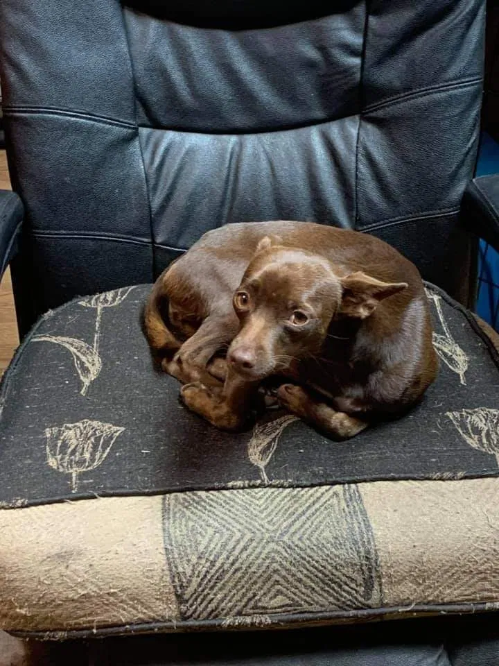 Lost dog in Okeechobee, FL, 34974