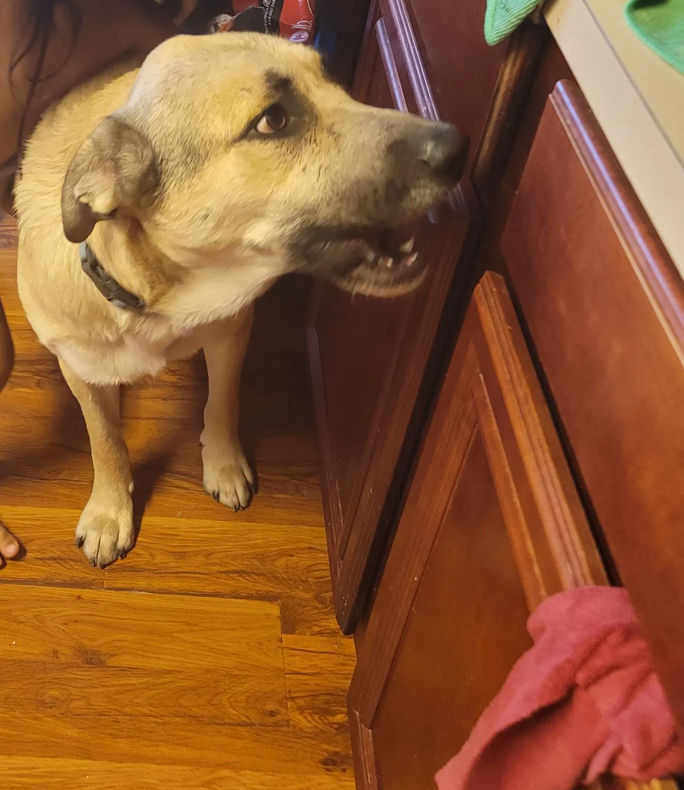 Lost dog in Houston, TX, 77078