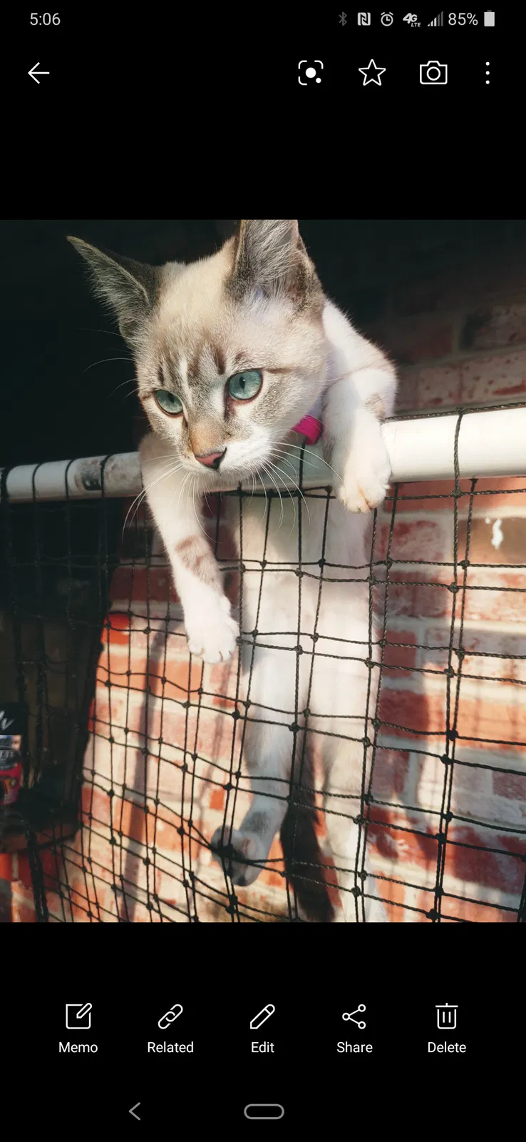 Lost cat in Fort Worth, TX, 76116