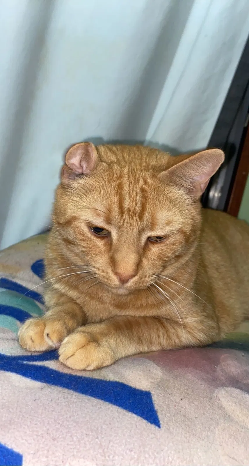 Lost cat in Lexington, SC, 29073