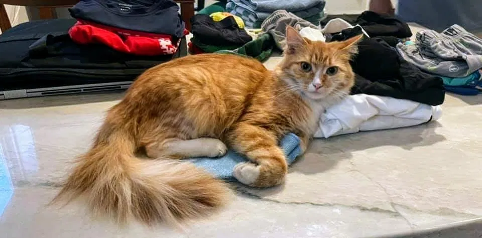 Lost cat in Tustin, CA, 92780