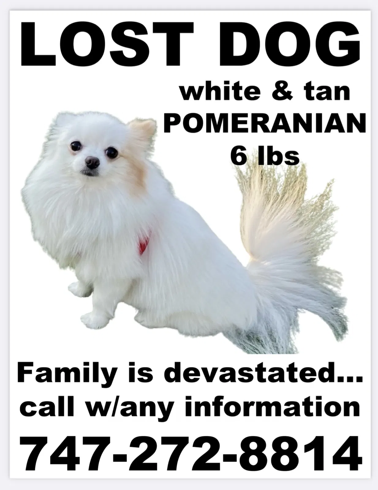Lost dog in Scottsdale, AZ, 85260