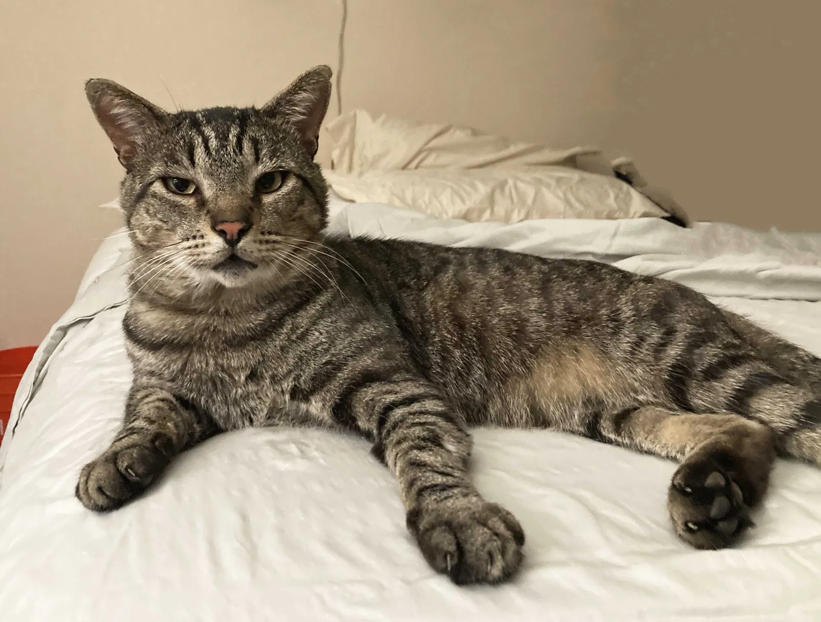Lost cat in Costa Mesa, CA, 92626