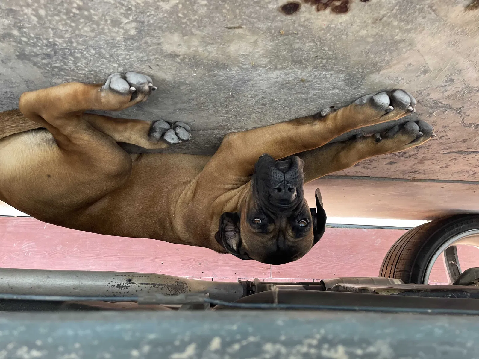 Lost dog in Ceres, CA, 95307