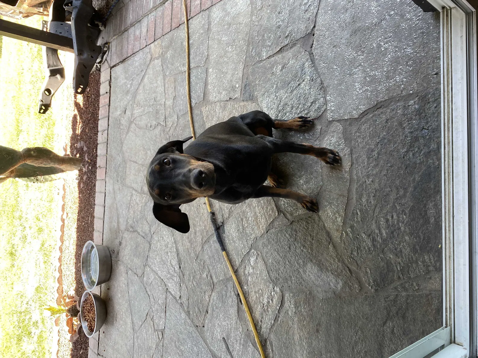 Lost dog in Ceres, CA, 95307